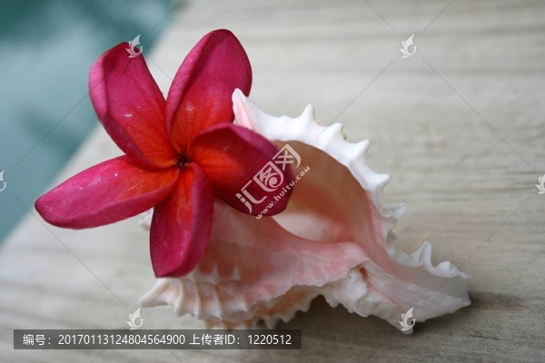 雞蛋花