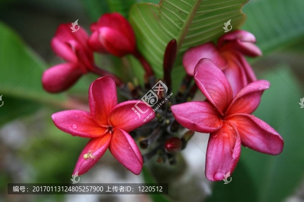 粉紅色的雞蛋花