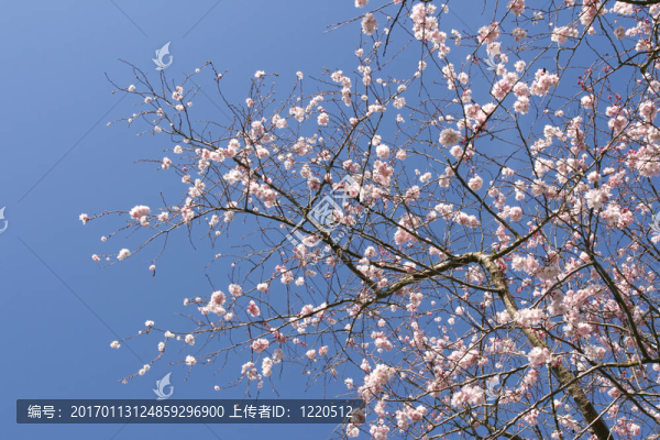 樹在開花