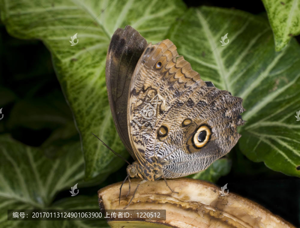 斑木butterflyr