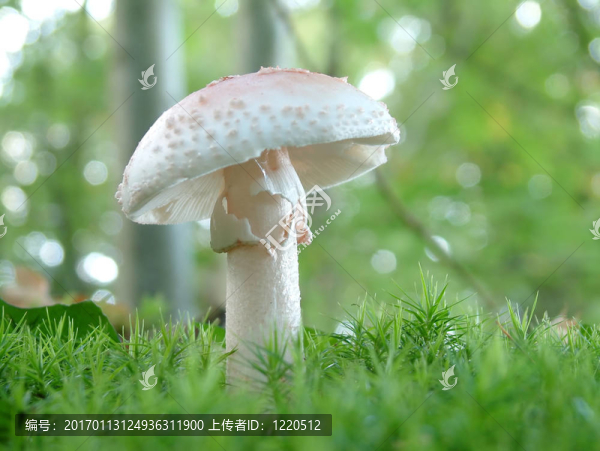 白毒鵝膏菌菇