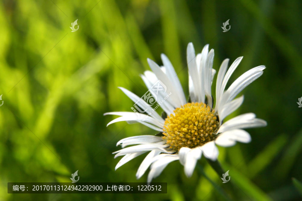 黛西先水平