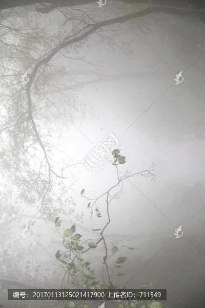 林中濃霧