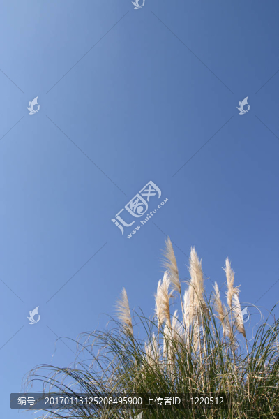 潘帕斯草