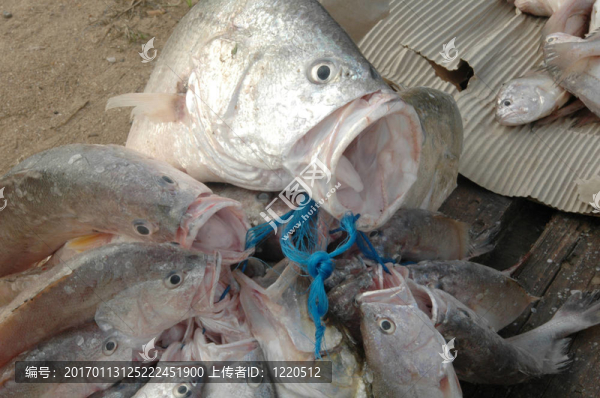 新鮮的魚