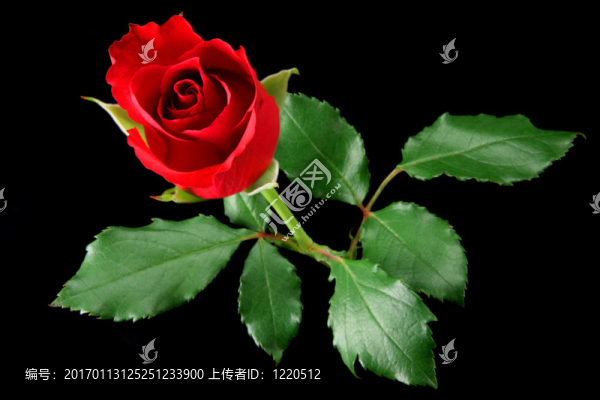 黑玫瑰紅玫瑰
