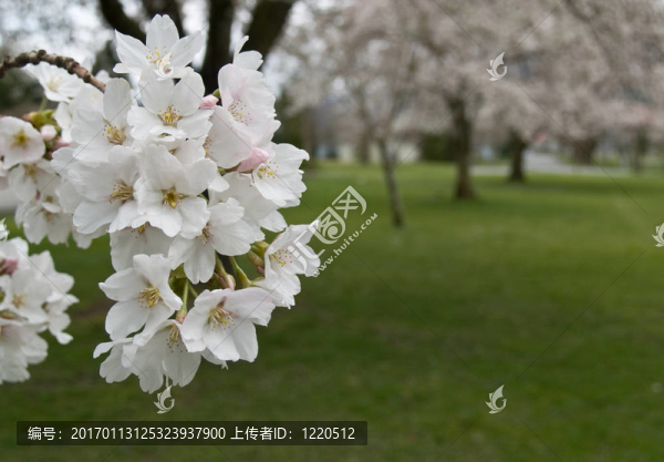 白色的櫻花