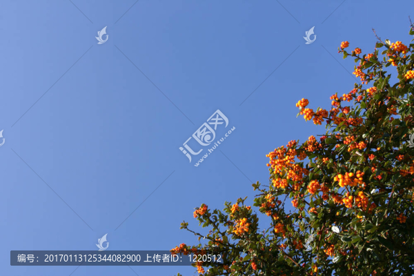 紅漿果灌木