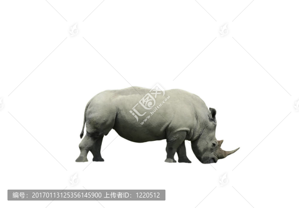 孤立的白犀牛