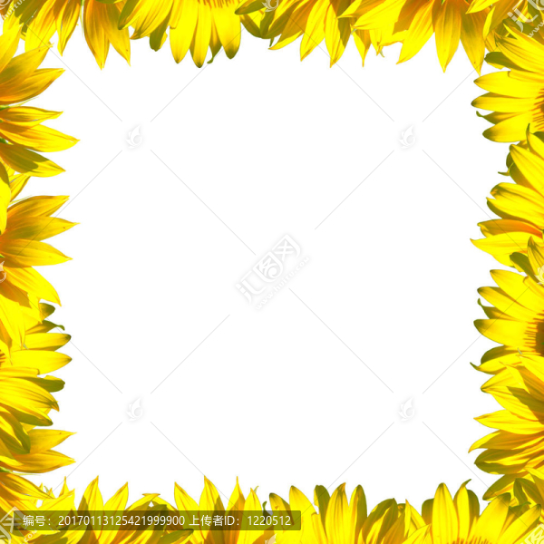 白色的花瓣框架