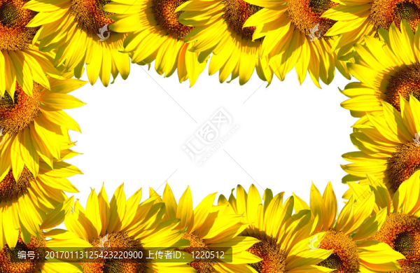 白色小葵花架