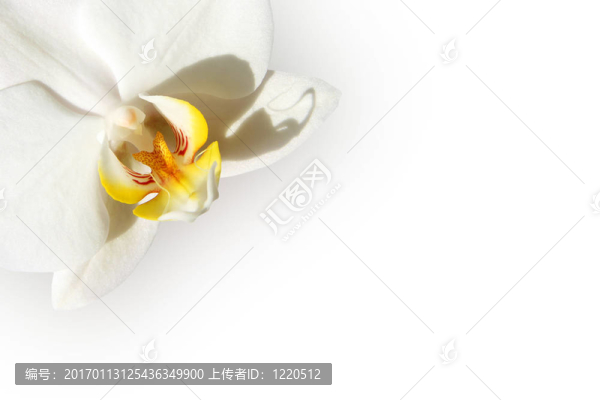 白蘭花卡