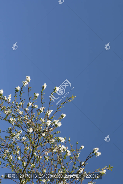白花灌木