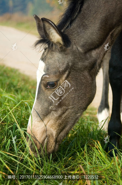 吃的小馬駒