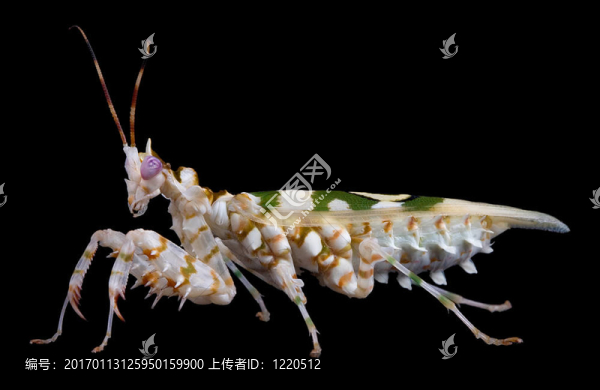 刺花螳螂在黑2