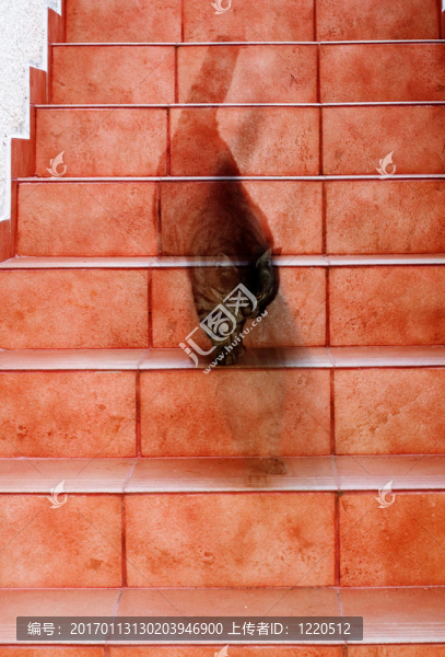 鬼貓-匯圖網(wǎng) www.fosd68.com 鬼貓