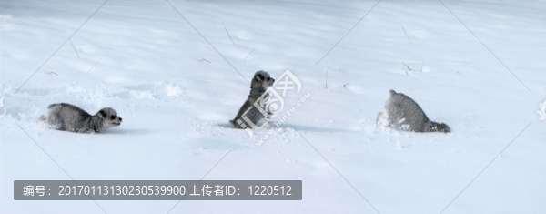 胰蛋白酶的狗在雪中