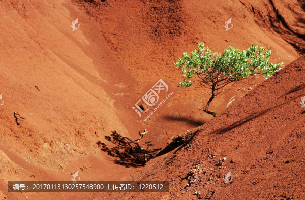 紅峽谷中的孤獨(dú)樹