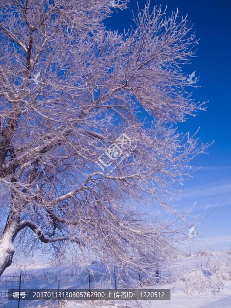 結霜的樹枝和藍色的天空