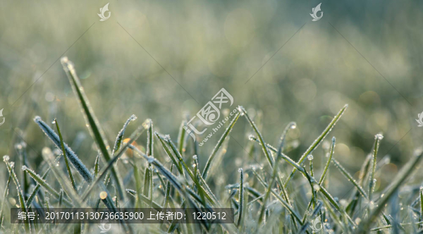 Frozen,grass,2
