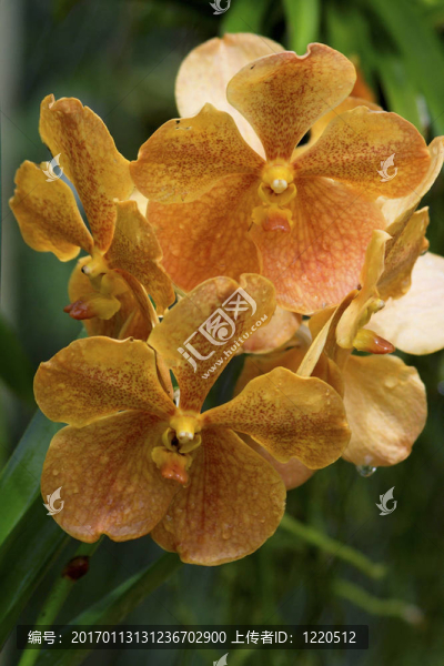 Vanda；蘭