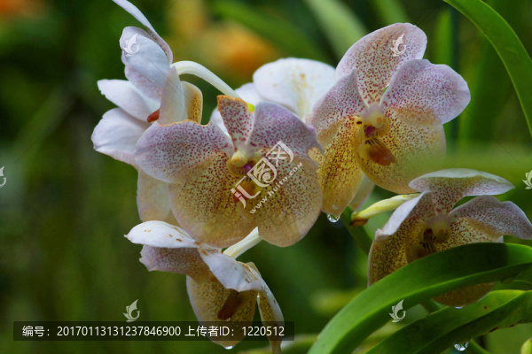 Vanda；蘭