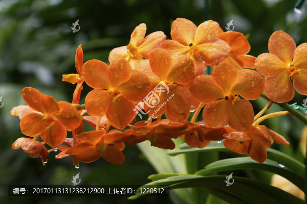 Vanda；蘭