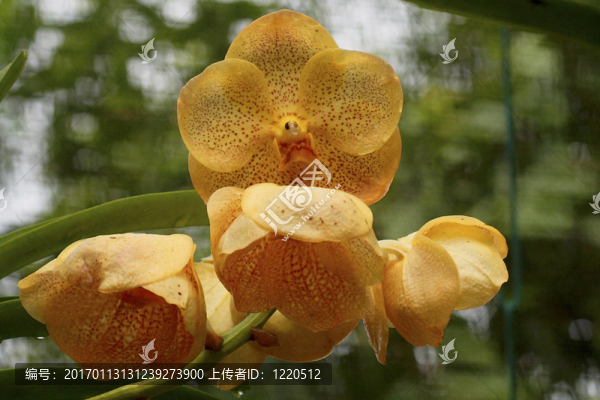 Vanda；蘭