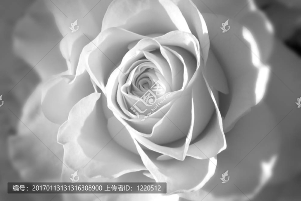 白玫瑰