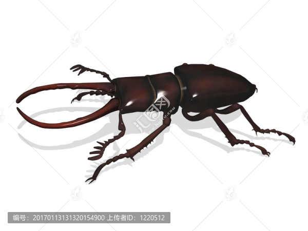 Lucanus-匯圖網(wǎng) www.fosd68.com Lucanus