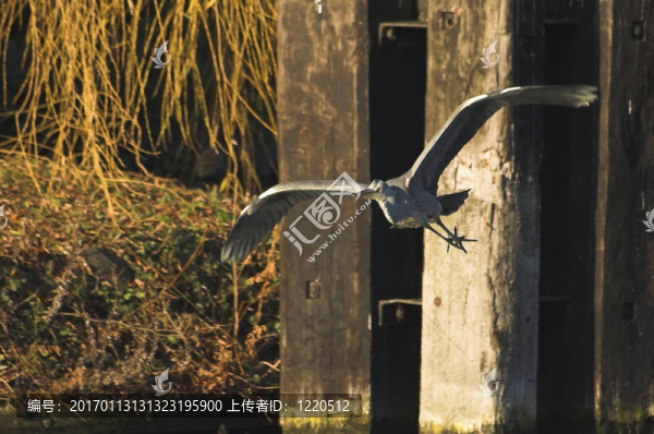 蒼鷺-匯圖網(wǎng) www.fosd68.com 蒼鷺
