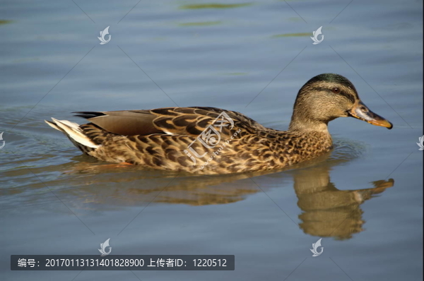 野鴨子
