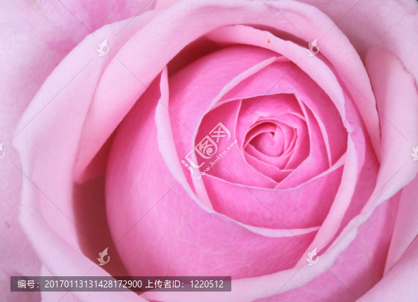 玫瑰的背景-匯圖網(wǎng) www.fosd68.com 玫瑰的背景