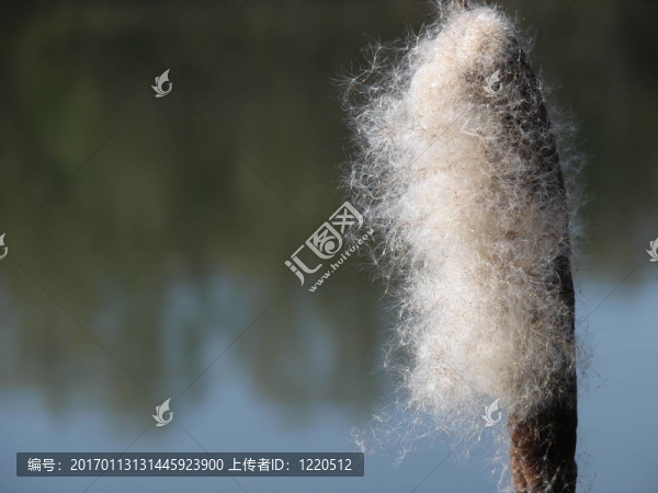 reed1