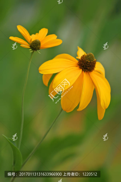 兩個(gè)黃色的雛菊