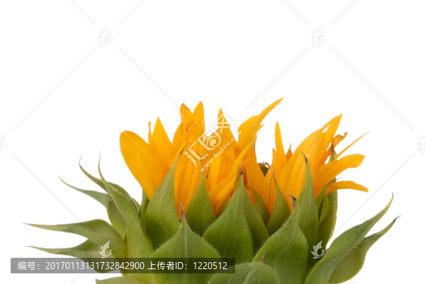 向日葵生長