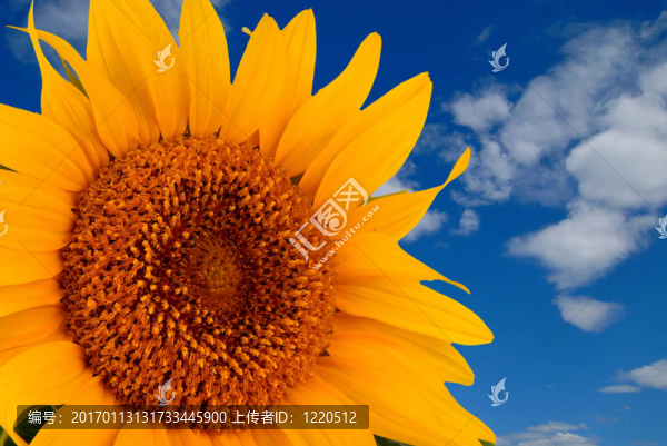 向日葵生長