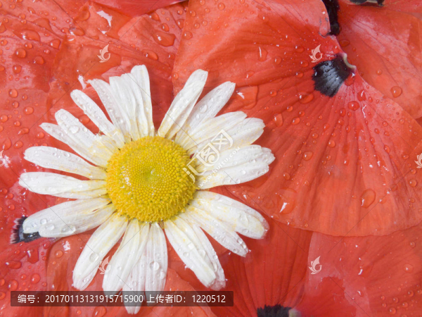 白菊花