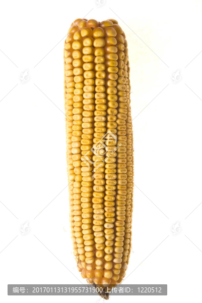 玉米棒子-匯圖網(wǎng) www.fosd68.com 玉米棒子