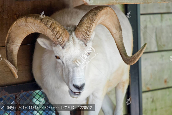 野大白羊