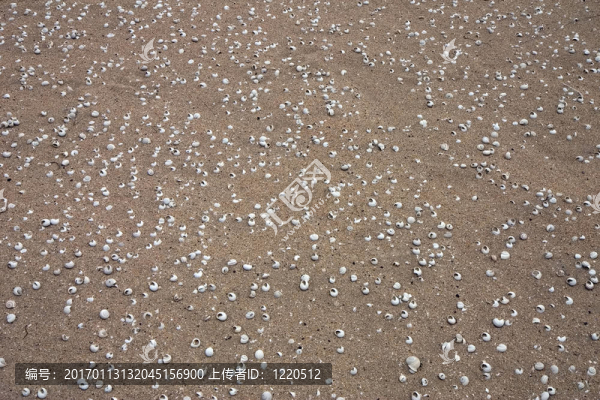 在沙灘上的蝸牛殼