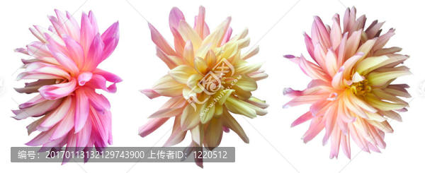粉白色的花