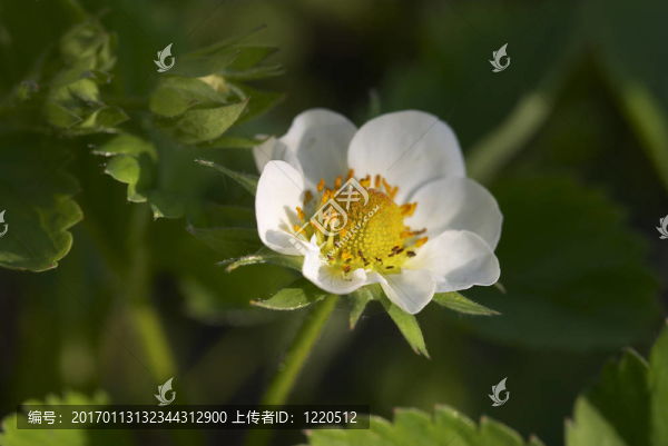 草莓-匯圖網(wǎng) www.fosd68.com 草莓