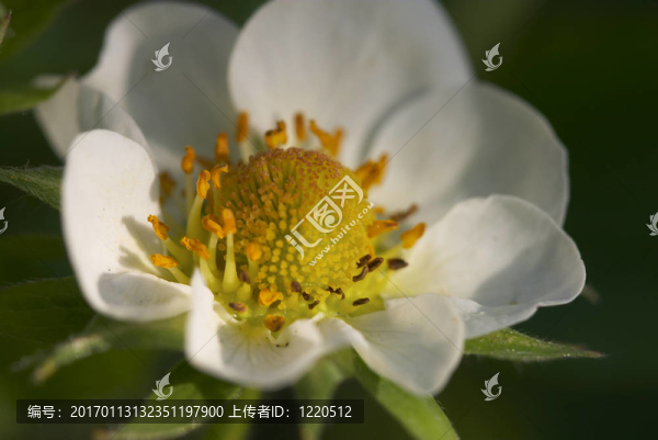 草莓的花長(zhǎng)