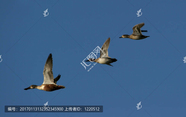 加拿大鵝