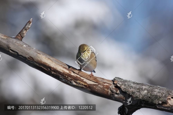 金翅雀