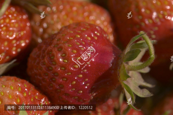 草莓的紋理