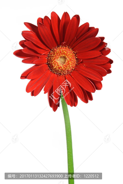 紅色非洲菊離體