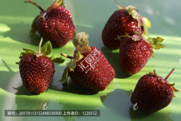 草莓在綠