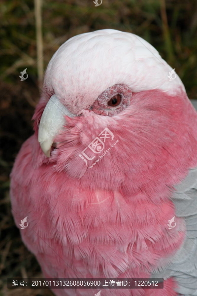 粉紅鳳頭鸚鵡；Rose,Cockatoo
